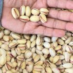 Pista (American) (10kg) <BR> (₹1000 Per Kg)