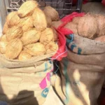 Husked Coconut 120 count | weight 60 to 65 kgs | Origin Tamilnadu <br> (₹4400 Per Bag) - Image 2