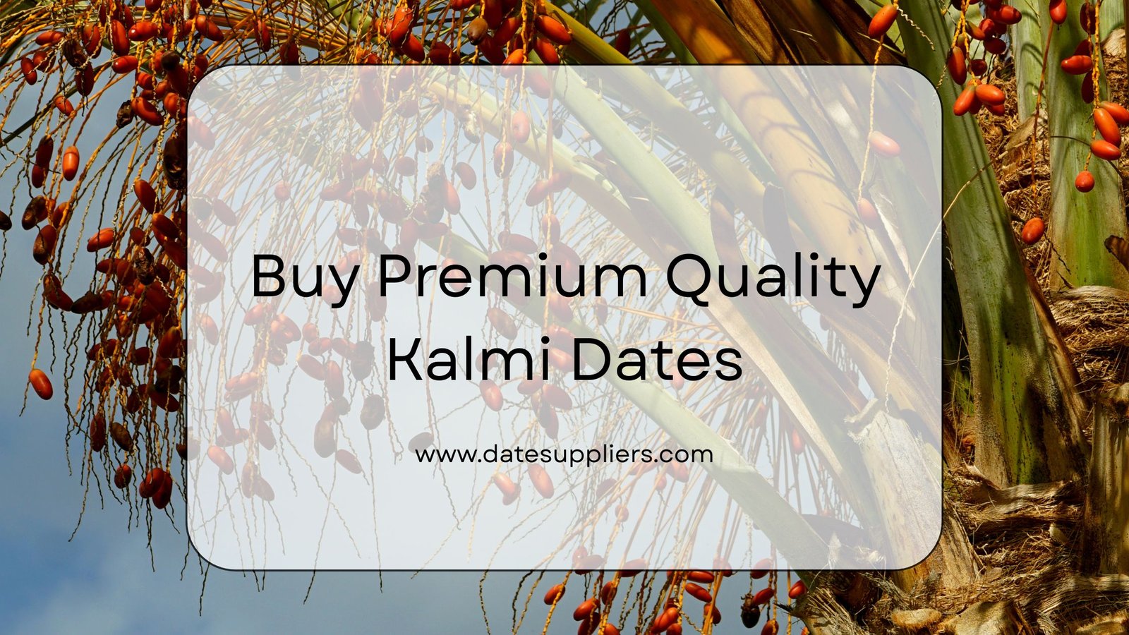 Dates Supplier